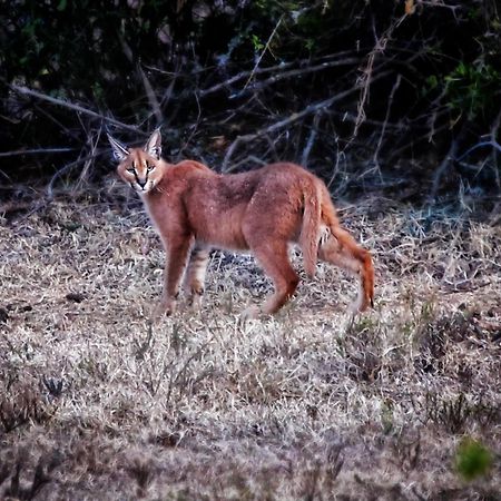 Riverbend Lodge Addo Esterno foto