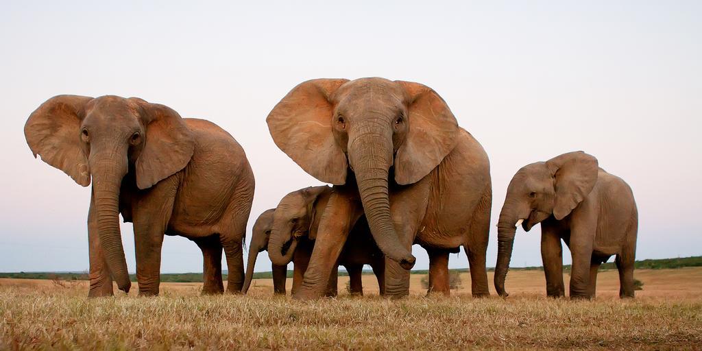 Riverbend Lodge Addo Esterno foto