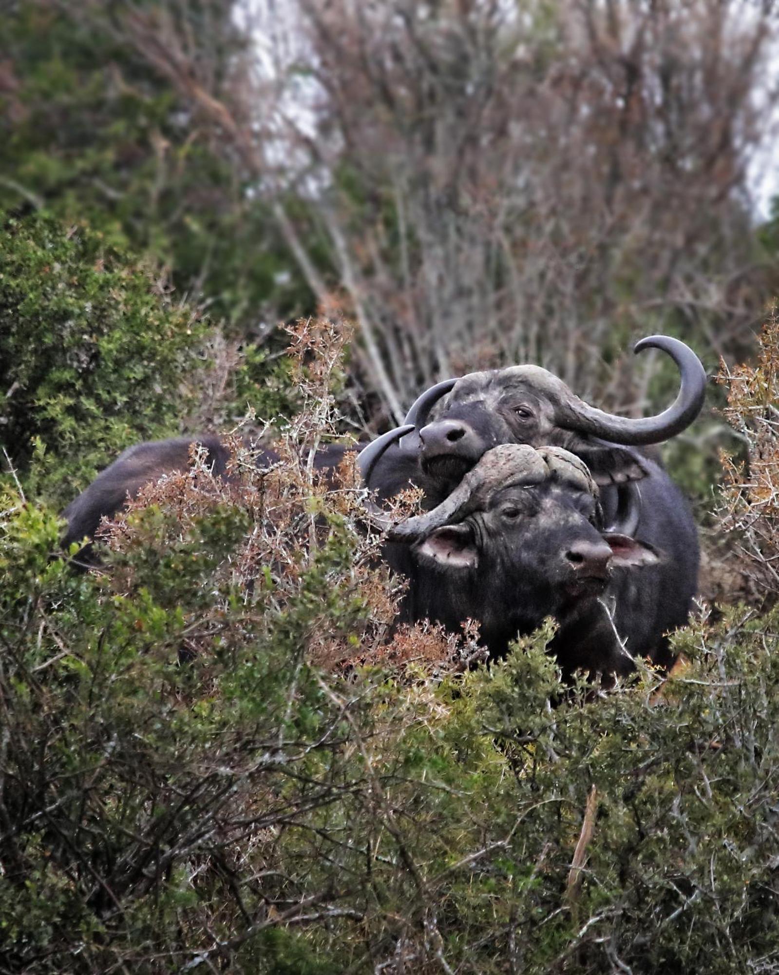 Riverbend Lodge Addo Esterno foto