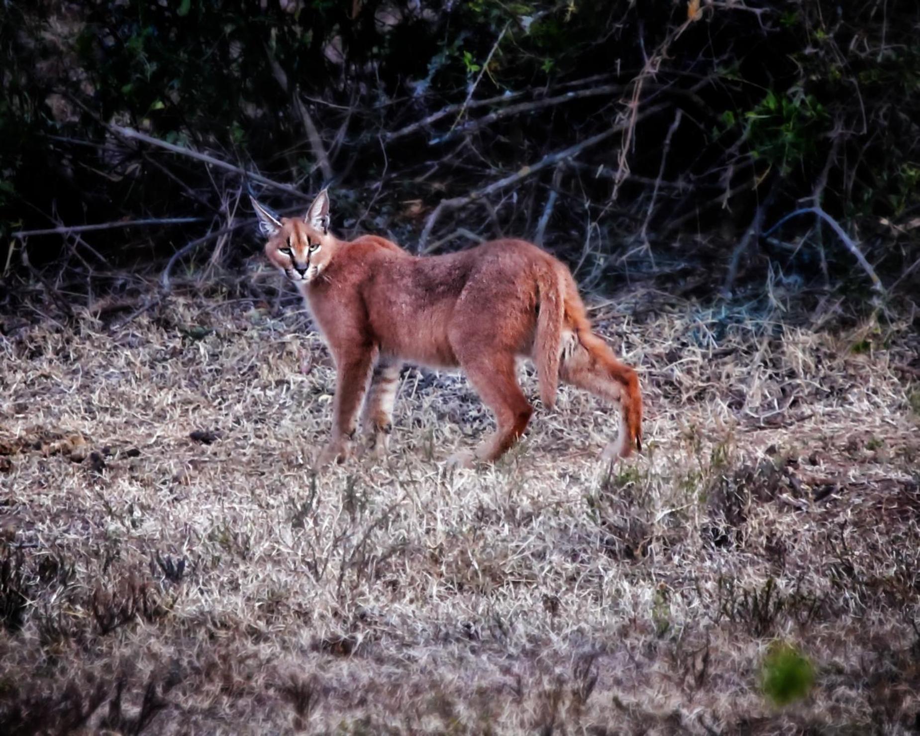 Riverbend Lodge Addo Esterno foto