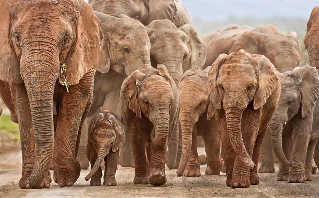 Riverbend Lodge Addo Esterno foto