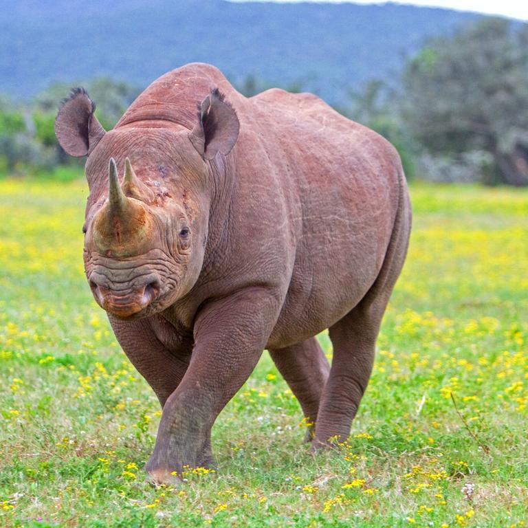 Riverbend Lodge Addo Esterno foto