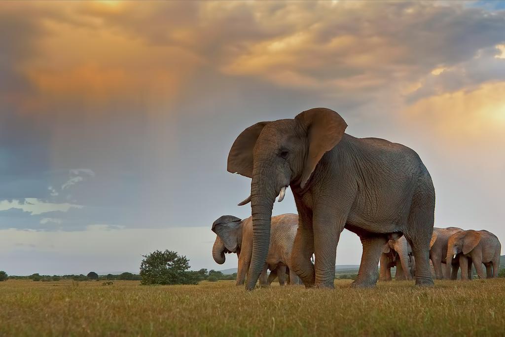 Riverbend Lodge Addo Esterno foto